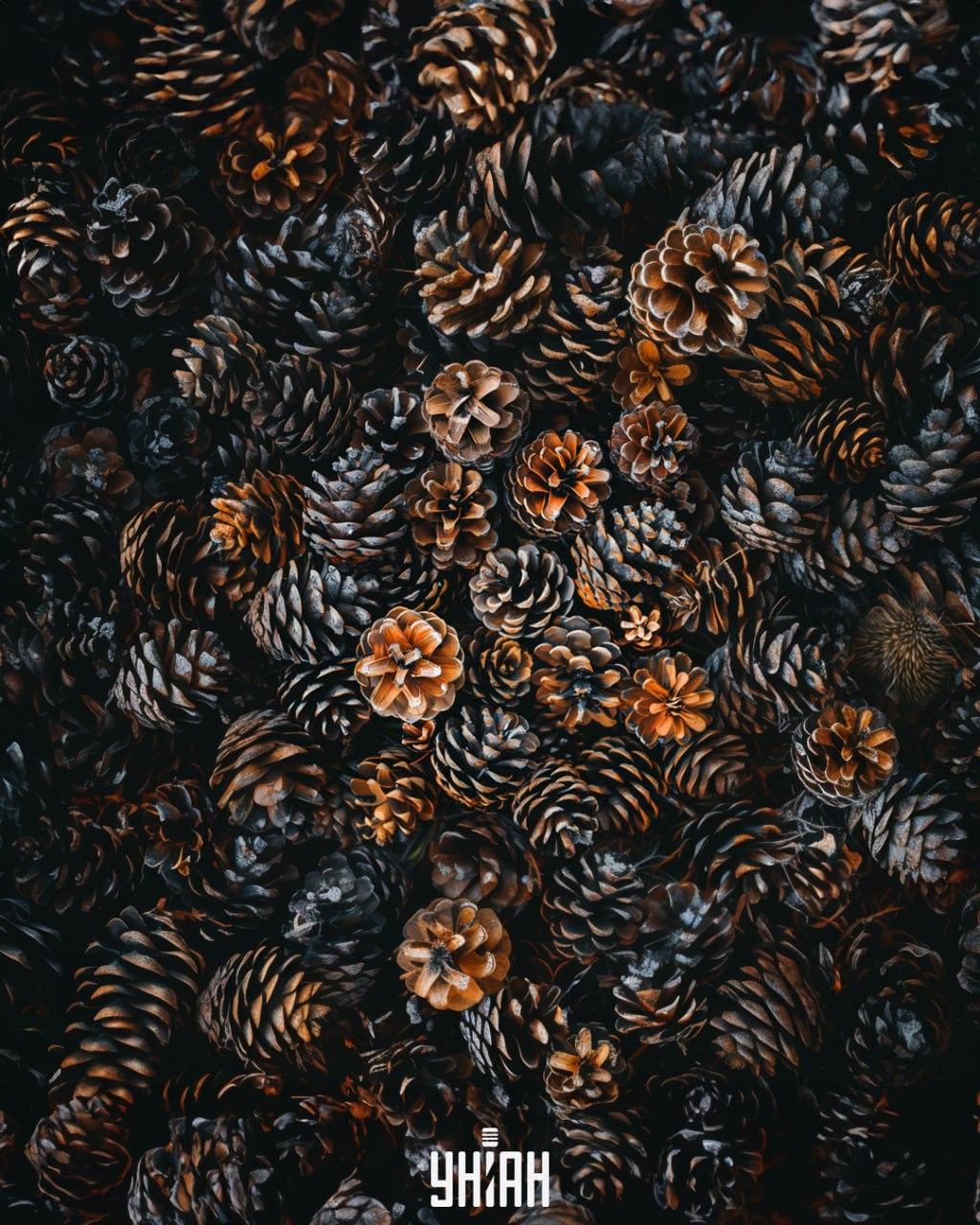 È necessario trovare un riccio tra i coni / collage Moje