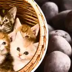 Avete solo 11 secondi: solo i più attenti riusciranno a