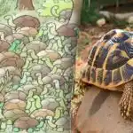 Nemmeno i geni riescono a trovare la risposta all'indovinello: bisogna