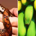 Solo pochi ne sono capaci: solo le persone con un